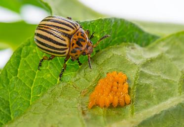 Parmi les ravageurs, le doryphore est sans doute le plus emblématique. Ses pontes jaune orangé, alignées sous les feuilles, constituent l’un des premiers indices de sa présence. 