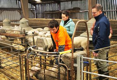 Axel, en terminale CGEA au lycée du Pays de Bray, lors de l’épreuve d’estimation de l’état d’engraissement des agneaux.