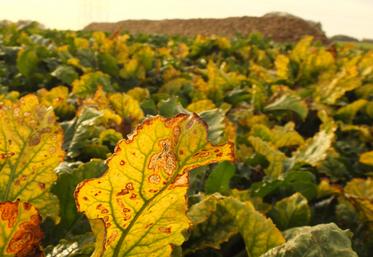 En 2025, En Normandie et Val-d'Oise, 90 % des parcelles de betteraves ont eu moins de 10 % de jaunisse.