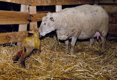 Dans la grande majorité des cas, la brebis met bas toute seule.