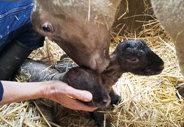 Retrouvez également des astuces à mettre en place lors de l'agnelage, pour réanimer un nouveau-né par exemple.