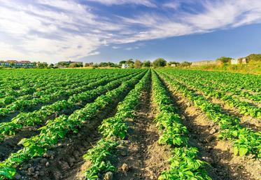 Pour l'heure, les "signaux ne sont pas suffisamment robustes pour engager des surfaces", dixit le président de l'UNPT.