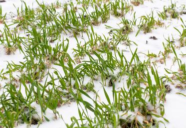 Les périodes de températures faibles voire de gel modéré entraînent l'endurcissement au froid.