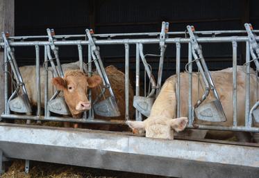 Chez Victor Lesage, les auges garantissent une distribution propre et efficace du fourrage.