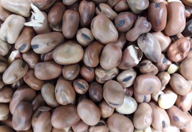 La féverole est plus ou moins bien consommée selon les lots d'agneaux.