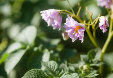 Sur les dix dernières années, depuis 2017, 63 nouvelles variétés ont ainsi été inscrites  au catalogue.