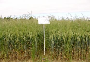 Infestation de ray-grass au champ.