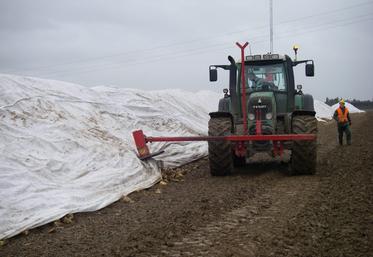 Le bâchage précoce des tas de betteraves a permis une bonne protection contre les épisodes de gel.