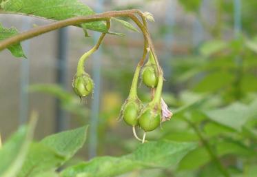 Le Comité Nord-Sipre réalise près de 2 000 croisements tous les ans pour la production de graines semées en serre. Première étape du schéma de sélection qui va durer dix ans avant l'inscription au catalogue.