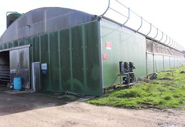 Le bâtiment axé nord-sud accueille 70 vaches laitières et génisses.