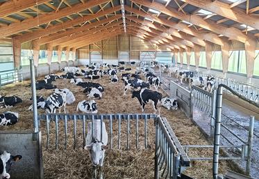 L’aire paillée et la circulation libre ont été choisies pour le bien-être des vaches.