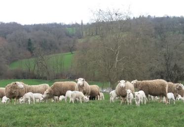 Une transition de quelques jours est nécessaire pour les brebis qui allaitent.