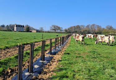 Essai "Essence d'avenir" à la ferme expérimentale de la Blanche-Maison dans la Manche (plantation en mars 2026).