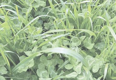 Les prairies temporaires riches en légumineuses peuvent attendre sans perdre en valeur alimentaire.