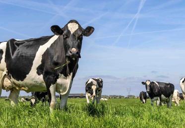 La hausse des prix de la viande redessine les revenus  des élevages laitiers.