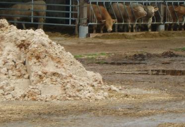 L'UNPT, en partenariat avec la FNB et la FNPL, a lancé une plateforme nationale de mise  en relation entre producteurs de pommes de terre et éleveurs bovins.