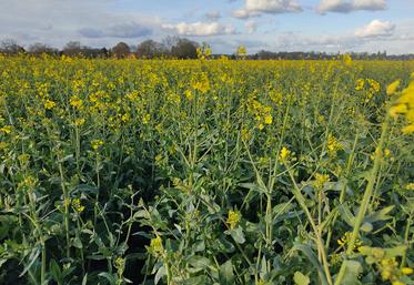 Comprendre le phénomène de floraison lente et peu dynamique du colza.