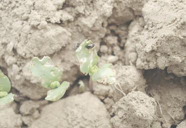 Évaluer l'abondance et l'activité des altises est indispensable avant de mettre en place des solutions de lutte directe.