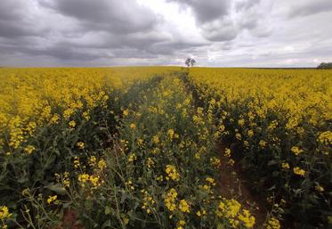 La floraison s'est installée lentement jusqu'au 5 avril, avec parfois des stades hétérogènes.