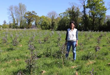 Victoria Briend le clame haut et fort : "Je veux pouvoir entreprendre dans le milieu agricole comme dans n'importe quel secteur". Avec Parsème, c'est un vrai "challenge intellectuel" que de monter une filière de feuillages locaux pour approvisionner les fleuristes et grossistes. "C'est un modèle qui sort des sentiers battus !"