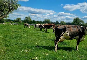 310 fermes normandes engagées et suivies dans la transition climatique, telle est l'ambition du projet Scope bas-carbone Normandie polyculture-élevage porté par l'Idele et ses partenaires.