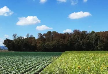 Avec le réseau Rés0Pest, l'Inrae a expérimenté pendant dix ans des systèmes agricoles sans aucun pesticide.