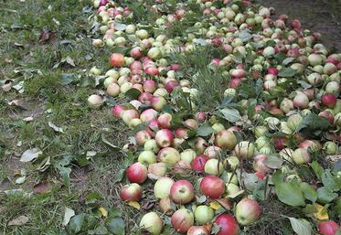 Modernisation des vergers cidricoles : une aide à la plantation.