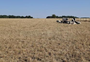 Au 20 juillet, les prairies sont fortement touchées par la sécheresse. Les éleveurs s'inquiètent pour les fourrages à venir.