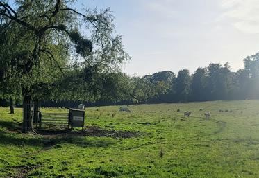 « L'eau, l'ombre et une bonne gestion du stock d'herbe  sont les trois leviers pour maintenir le pâturage durant  les épisodes de fortes chaleurs », confie Baptiste Lemonnier.