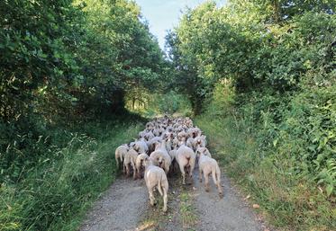 Les agneaux d'herbe sont sevrés plus tôt.