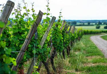 Un patrimoine vinicole exceptionnel !