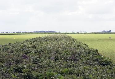 À la recherche d'économies, des producteurs s'interrogent sur l'intérêt de mettre une partie plus ou moins importante de leur surface en jachère. Cette stratégie permet effectivement de réduire les charges d'approvisionnement mais permet-elle d'améliorer la rentabilité de l'atelier grandes cultures ? 