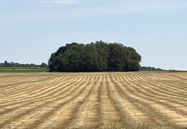 Les lins sont bien fanés. Tout va bien. La patience est de mise pour rentrer des lins de très bonne qualité.