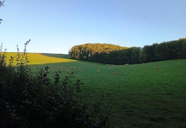 Le ratio prairie se stabilise en Normandie.