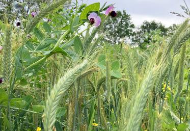Au printemps prochain, le méteil implanté cet automne pourra être récolté en ensilage au mois de mai et ainsi reconstituer une partie des stocks qui fait aujourd'hui défaut.