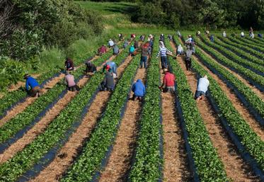 L'emploi agricole a reculé de 1,3 % en France en 2024 pour s'établir à 654 460 équivalents temps plein (ETP).