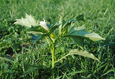 Le datura est particulièrement toxique et persiste dans le fourrage conservé.
