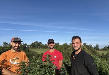 Marius, Clotaire et Louis s'activent : l'heure des premiers ramassages de la saison est lancée. Le chanvre CBD est semé en avril, à raison de 5 000 pieds/ha, pour une récolte de mi-septembre à fin octobre, selon les variétés.