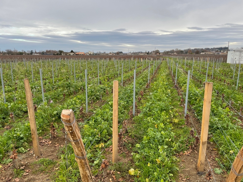 Eau de pluie : comment favoriser sa récupération par les vignes ?