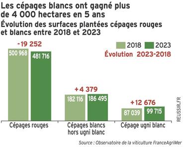 <em class="placeholder">Graphique = Les cépages blancs ont gagné plusde 4 000 hectares en 5 ansÉvolution des surfaces plantées cépages rougeset blancs entre 2018 et 2023</em>