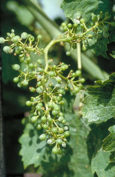 oïdium sur grappes de raisin.