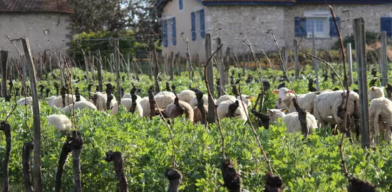 Le Château Pré vert, à Razac-De-Saussignac en Dordogne, collabore avec un ami éleveur et laisse pâturer 100 moutons par hectare de vigne en hiver. Il expérimente ausis la méthode mi juin-début juillet. © CHATEAU PRÉ VERT