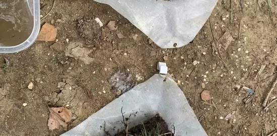 Un test, en regardant les mottes de terre et en les plongeant dans l'eau, permet de donner une idée de l'état du sol et de l'activité biologique.