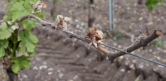 Avec l’arrivée du printemps, les craintes de gel de la vigne ressurgissent dans les esprits. 