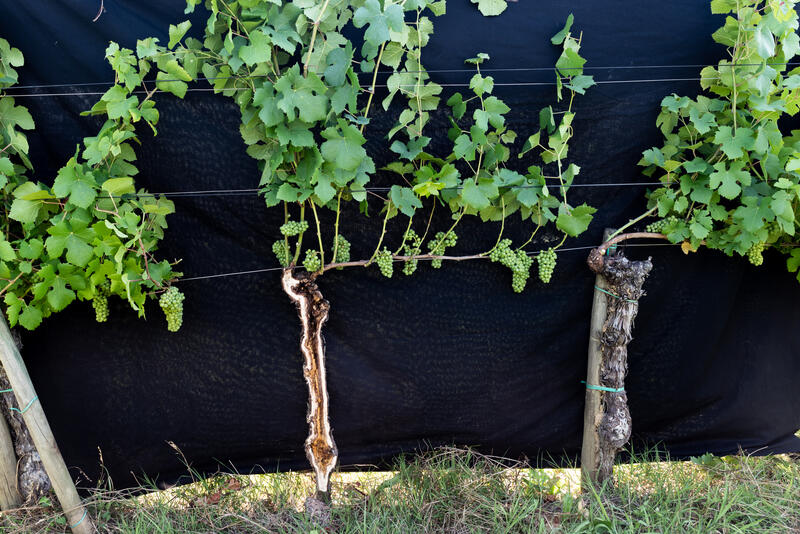 [TAILLE DE LA VIGNE] Ne pas mutiler pour diminuer les maladies ...