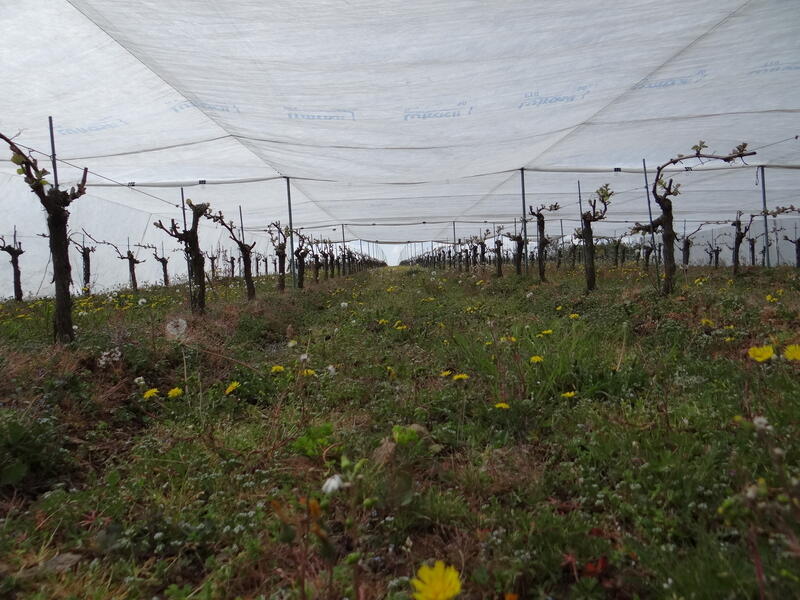 Voiles d'hivernage en mai dans le vignoble