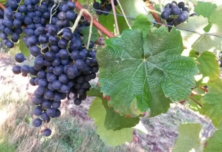 Redécouvert dans le vignoble pyrénéen, le cépage manseng noir permet de produire des vins moins alcoolisés.  © Plaimont