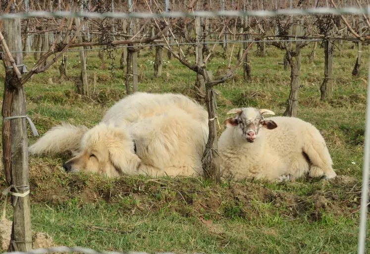Le projet Brebis_Link initié par la chambre d'agriculture de Dordogne établit un mode d'emploi pour la réussite du pâturage des brebis dans les vignes. Il est issu d'enquêtes auprès de viticulteurs et éleveurs, et de 2 essais comparatifs entre zones d'un vignoble pâturées ou non. © Chambre d'agriculture de ...
