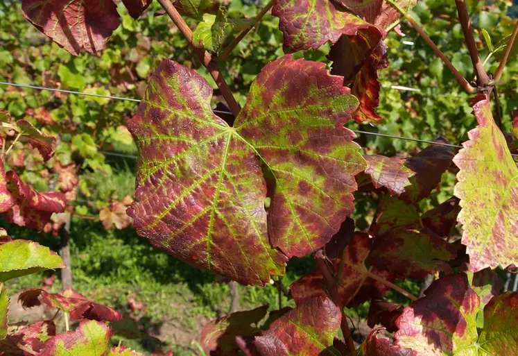 Le virus de l'enroulement provoque un enroulement du bord des feuilles vers la face inférieure et un rougissement des feuilles.