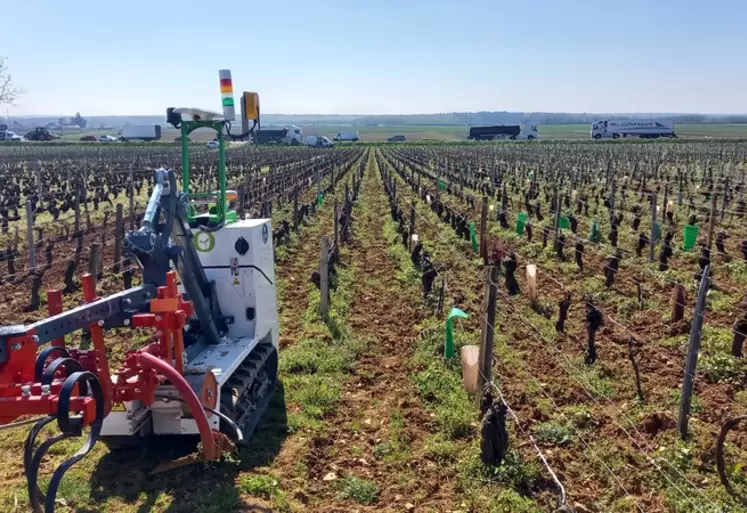 Dans les vignes étroites de la Cuma bourguignonne, le robot Jo, de Naïo Technologies, travaille entre 1,2 et 2 hectares par jour.